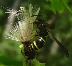 Ancistrocerus