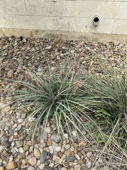 Hesperaloe