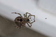 Araneus gemmoides