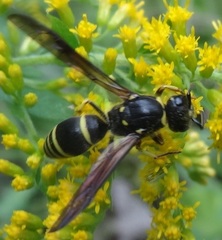 Ancistrocerus antilope