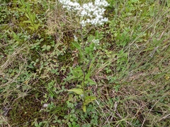 Eupatorium
