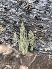Usnea hirta