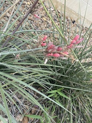 Hesperaloe