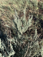 Artemisia filifolia