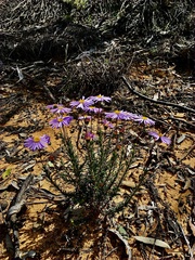 Olearia ciliata