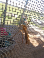 Nephrotoma ferruginea