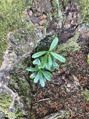 Chimaphila umbellata