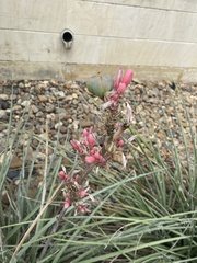 Hesperaloe