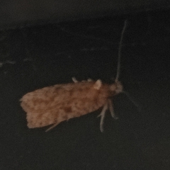 Agonopterix thelmae