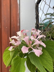 Bauhinia monandra