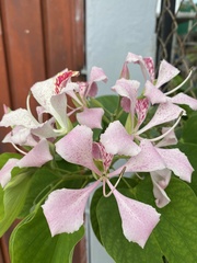 Bauhinia monandra