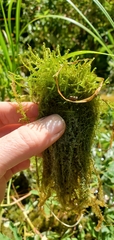Drepanocladus