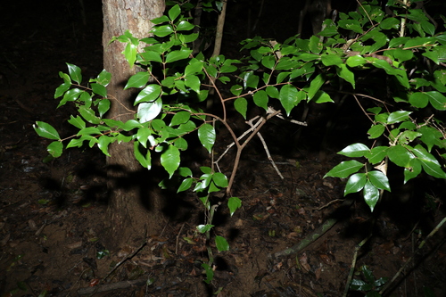 Image of Gossia acmenoides by (c) Greg Tasney, some rights reserved (CC BY-SA)