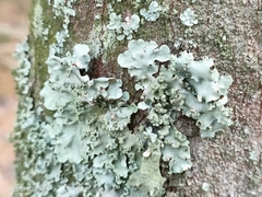 Parmotrema crinitum