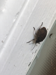 Platycoris rotundatus