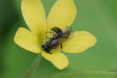 Lasioglossum