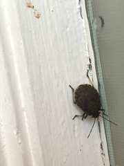 Platycoris rotundatus