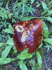 Boletus rubriceps