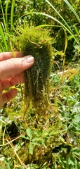 Drepanocladus