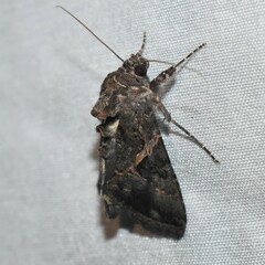 Ctenoplusia oxygramma