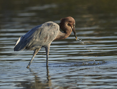 Egretta rufescens