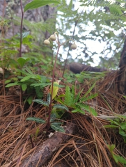Chimaphila maculata