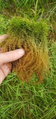 Drepanocladus