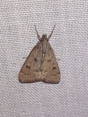 Achyra rantalis