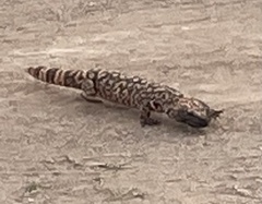 Heloderma suspectum
