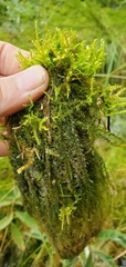 Drepanocladus