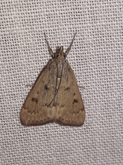 Achyra rantalis