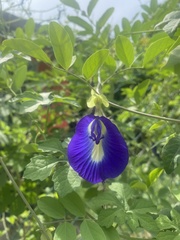 Clitoria ternatea