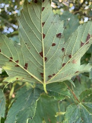 Aceria pseudoplatani