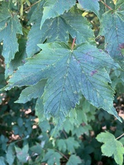 Aceria pseudoplatani