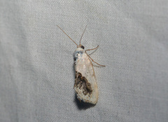 Ponometia erastrioides