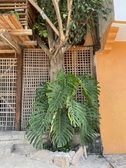 Monstera deliciosa