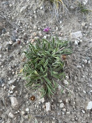 Xanthisma coloradoense