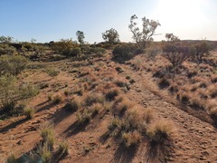 Austrostipa elegantissima