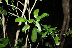 Baloghia inophylla