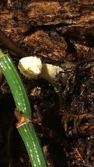 Leucocoprinus birnbaumii