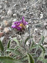Xanthisma coloradoense