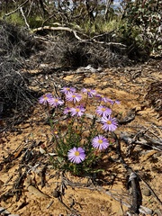 Olearia ciliata
