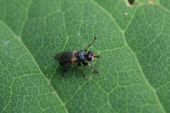 Thecophora