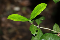 Baloghia inophylla