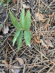 Maianthemum stellatum
