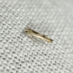 Thiotricha atractodes