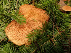 Suillus spraguei