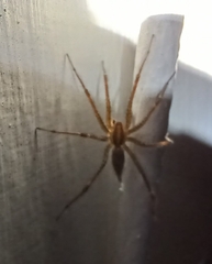 Agelenopsis