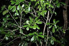 Baloghia inophylla