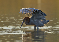 Egretta rufescens